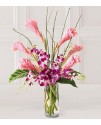 The Tropicala Arrangement